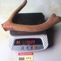 【鹿场直销】血茸含血充足野草饲养零添加精品鹿茸