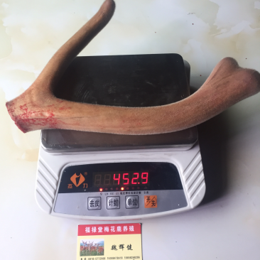 【鹿场直销】血茸含血充足野草饲养零添加精品鹿茸