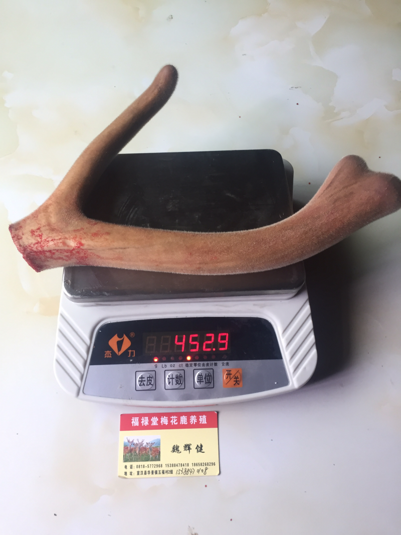 【鹿场直销】血茸含血充足野草饲养零添加精品鹿茸