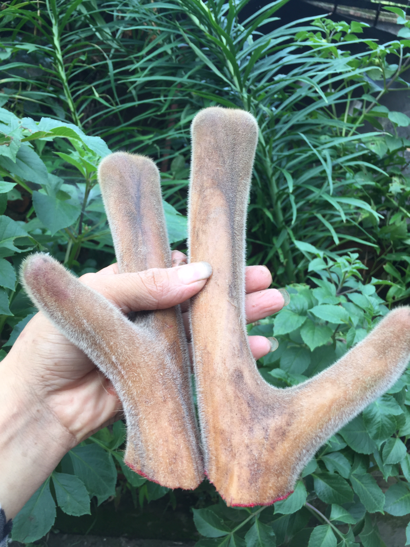 【鹿场直销】血茸含血充足野草饲养零添加精品鹿茸
