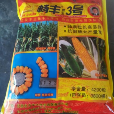 玉米种子