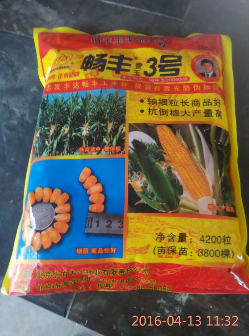 玉米种子
