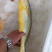 黄鱼