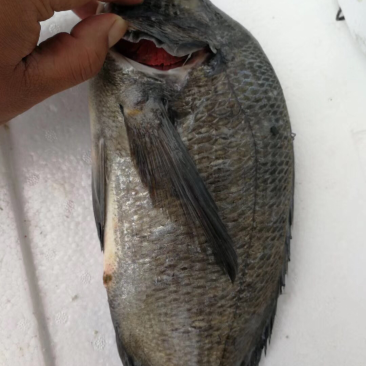 青佳鱼