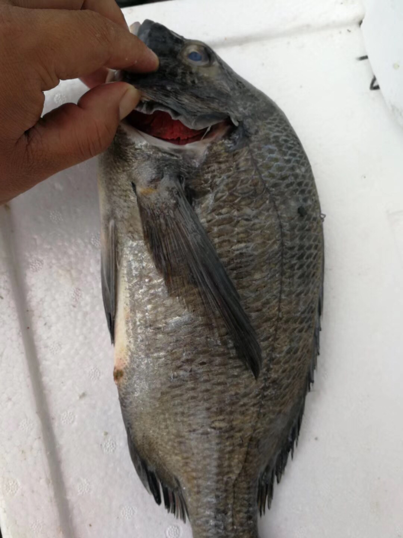 青佳鱼