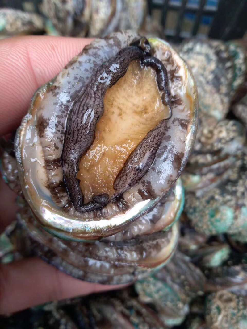 鲍鱼