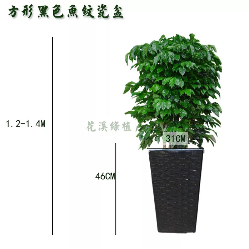 新品种绿宝幸福树，造型款式多样，欢迎选购