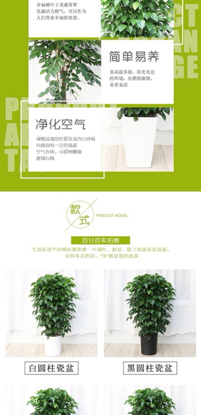 新品种绿宝幸福树，造型款式多样，欢迎选购