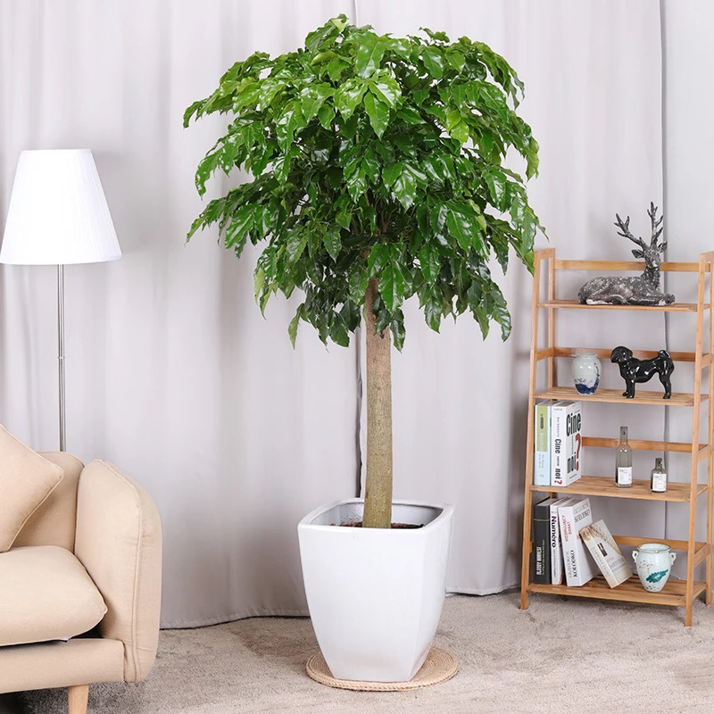 新品种绿宝幸福树，造型款式多样，欢迎选购