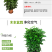 新品种绿宝幸福树，造型款式多样，欢迎选购