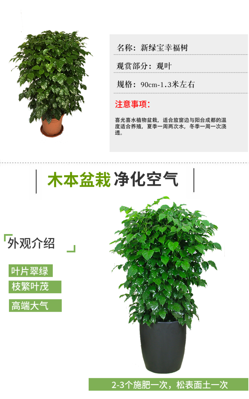 新品种绿宝幸福树，造型款式多样，欢迎选购