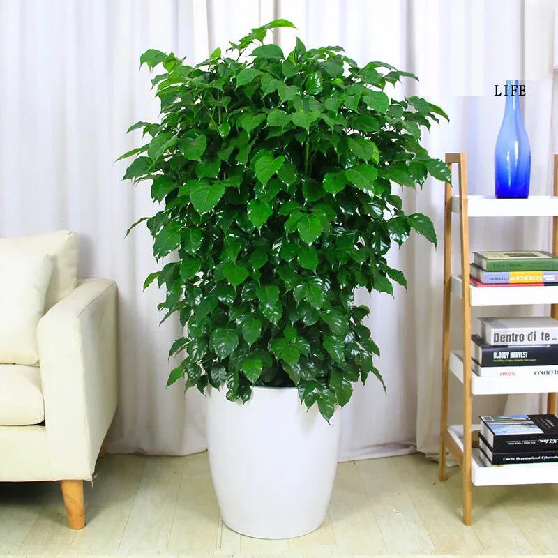 新品种绿宝幸福树，造型款式多样，欢迎选购