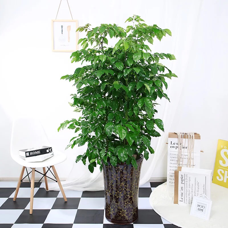 新品种绿宝幸福树，造型款式多样，欢迎选购