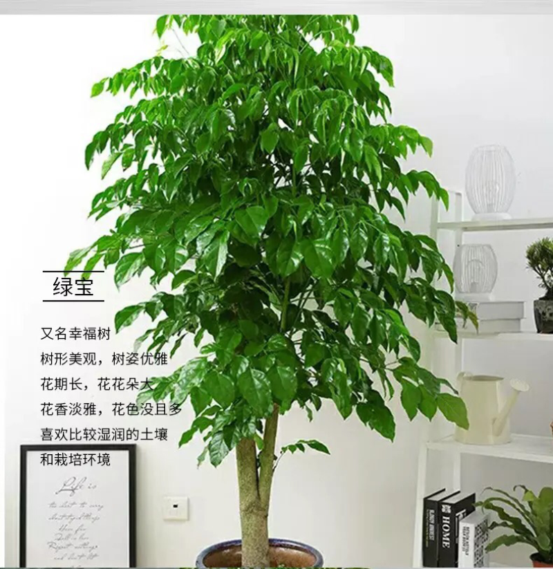 新品种绿宝幸福树，造型款式多样，欢迎选购