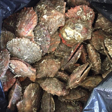 新鲜出海的扇贝