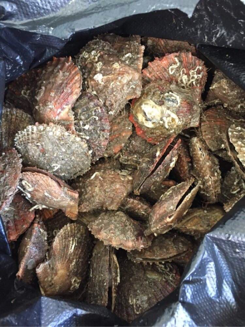 新鲜出海的扇贝
