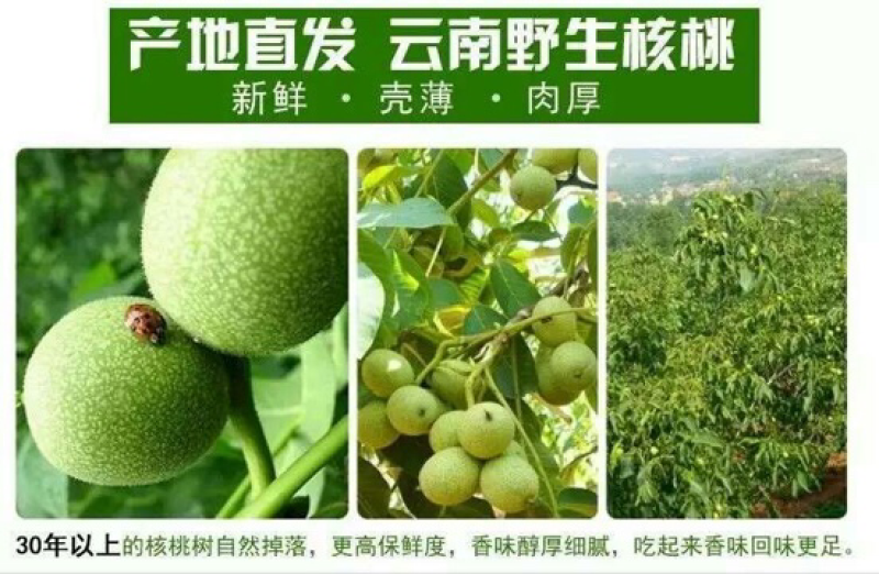 云南产干核桃果