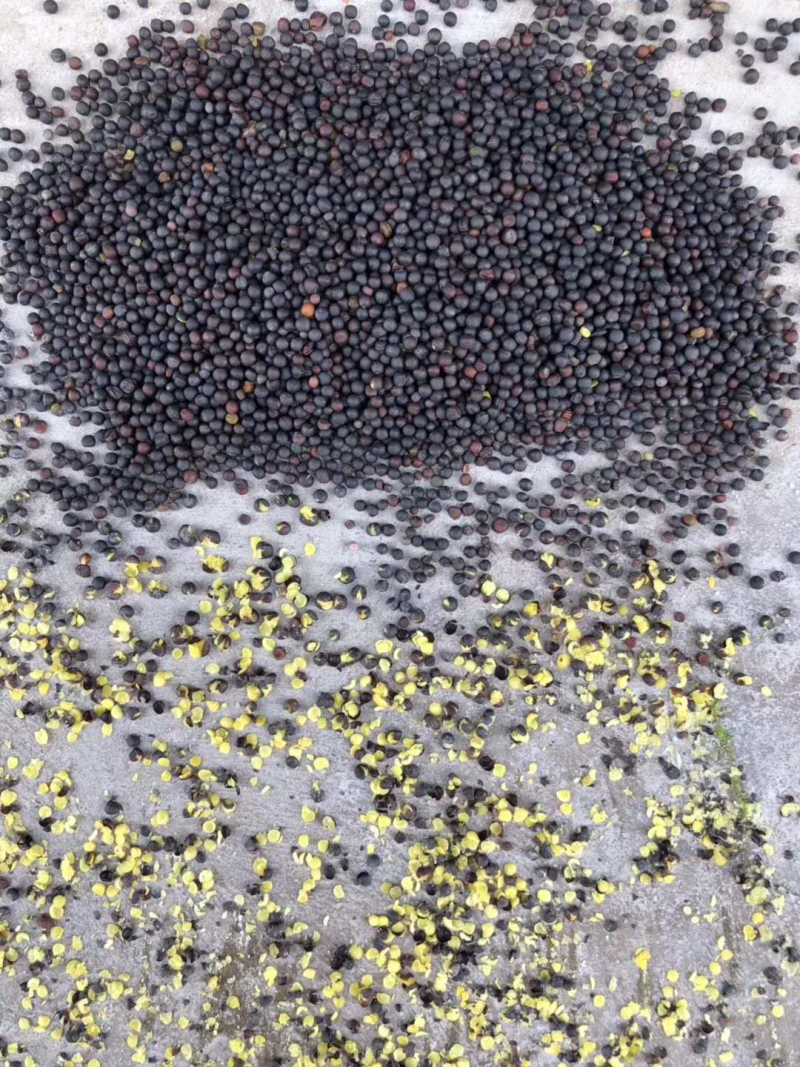 油菜籽