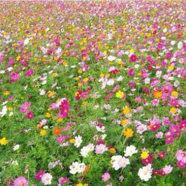出售花海专用草籽野花组合种子四季可播包邮