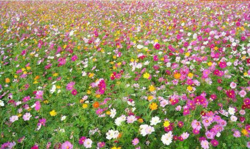 出售花海专用草籽野花组合种子四季可播包邮