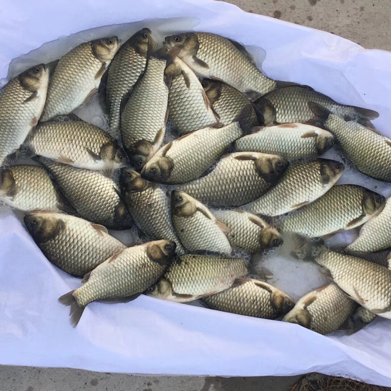 出售大规格乌青鱼