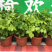 新品种绿宝幸福树盆栽，限时促销，先到先得