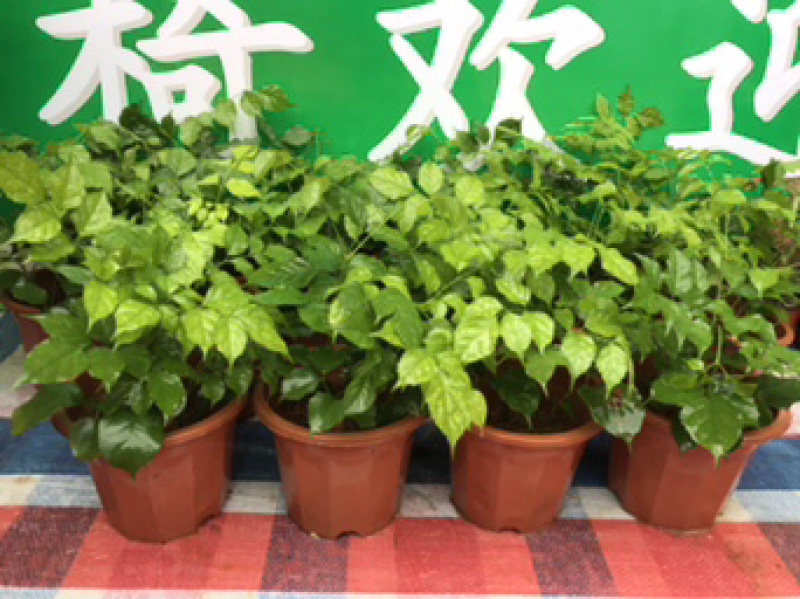 新品种绿宝幸福树盆栽，限时促销，先到先得