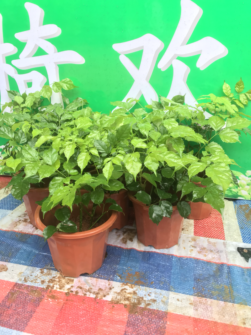 新品种绿宝幸福树盆栽，限时促销，先到先得