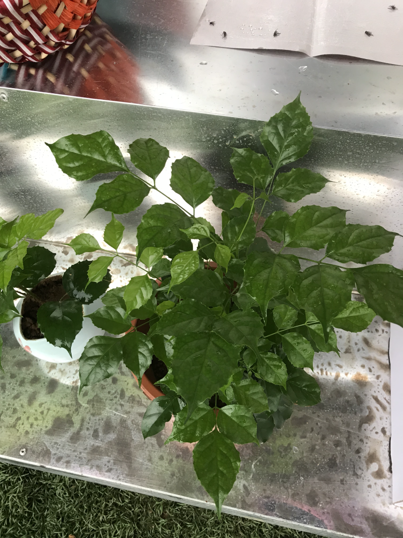 新品种绿宝幸福树盆栽，限时促销，先到先得
