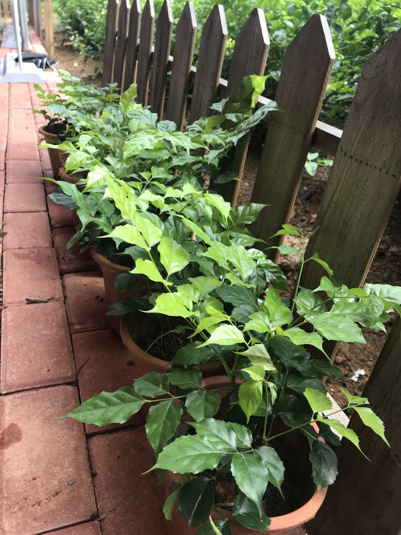 新品种绿宝幸福树盆栽，限时促销，先到先得