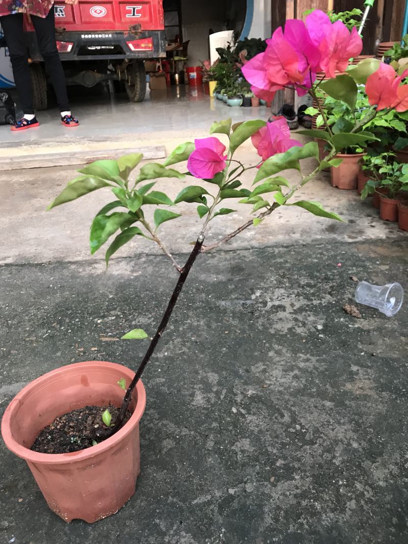 各色三角梅盆栽，限量发售，欢迎选购