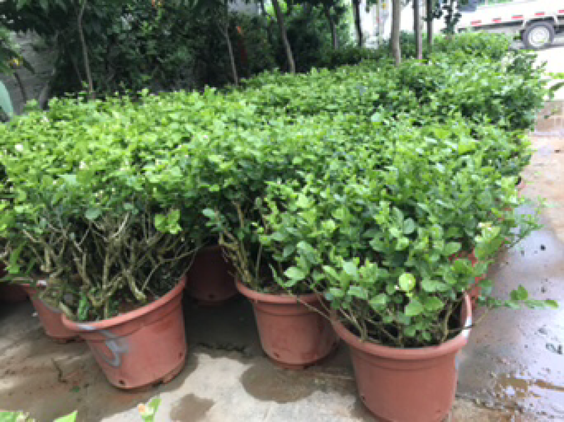 茉莉花老树盆栽低价处理了，先到先得