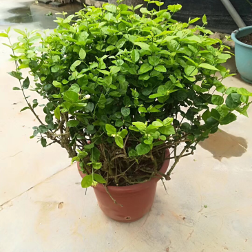 茉莉花老树盆栽低价处理了，先到先得