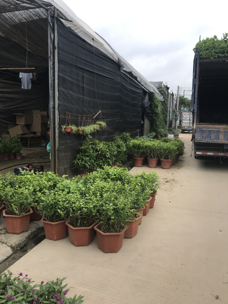 茉莉花老树盆栽低价处理了，先到先得