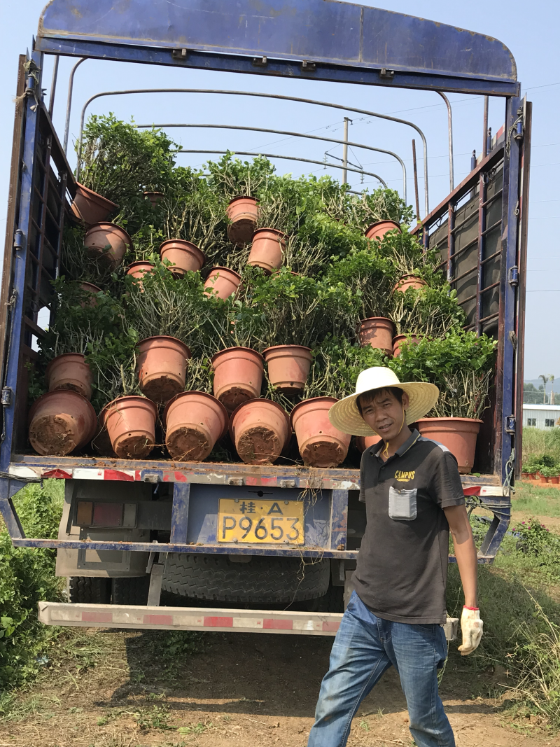 茉莉花老树盆栽低价处理了，先到先得