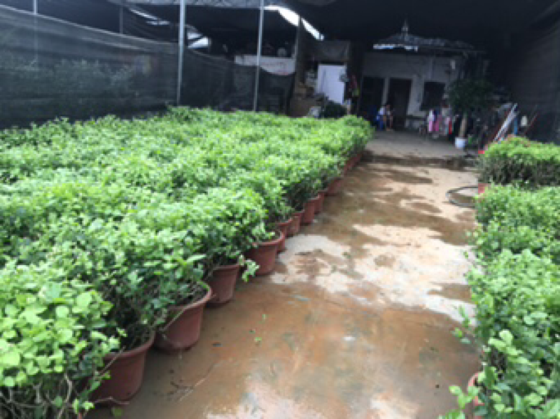 茉莉花老树盆栽低价处理了，先到先得
