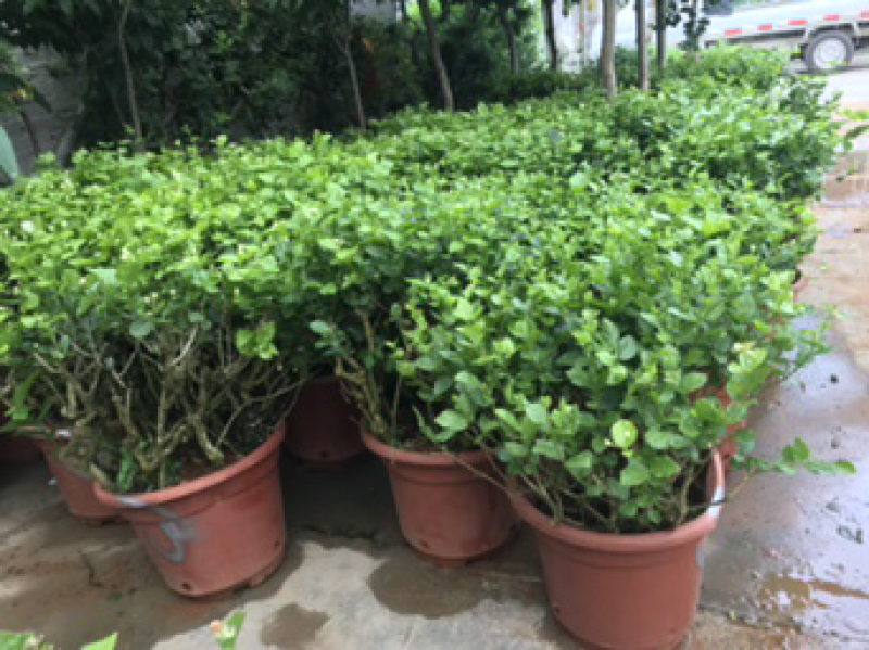 茉莉花老树盆栽低价处理了，先到先得