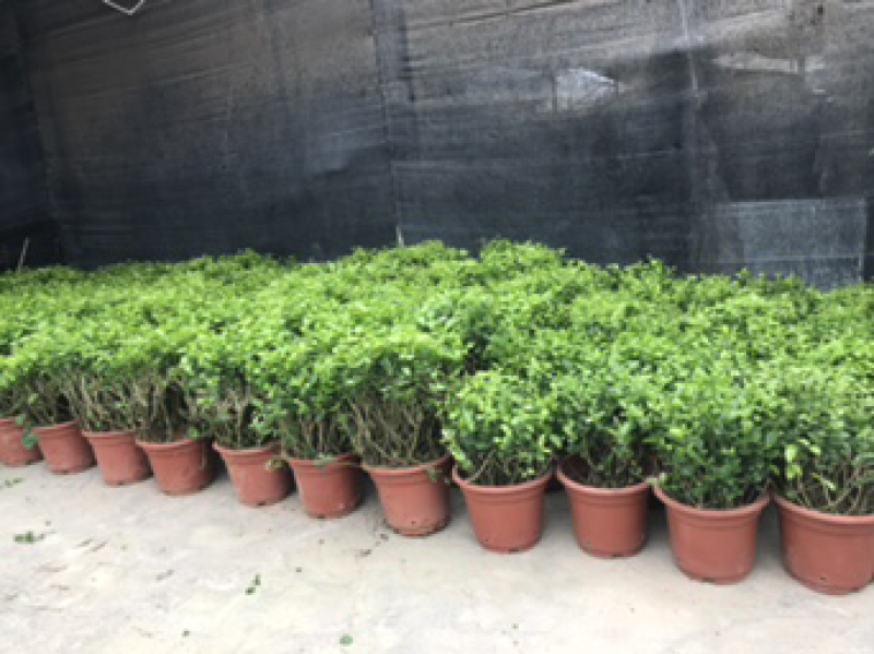 茉莉花老树盆栽低价处理了，先到先得