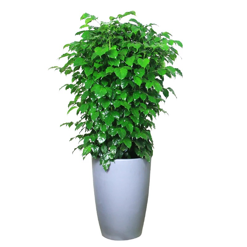 新品种绿宝，幸福树盆栽，欢迎批发