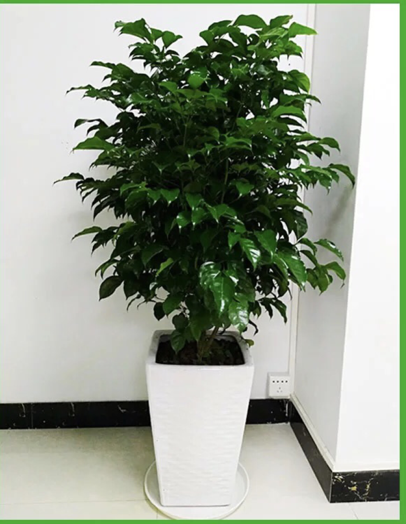 新品种绿宝，幸福树盆栽，欢迎批发