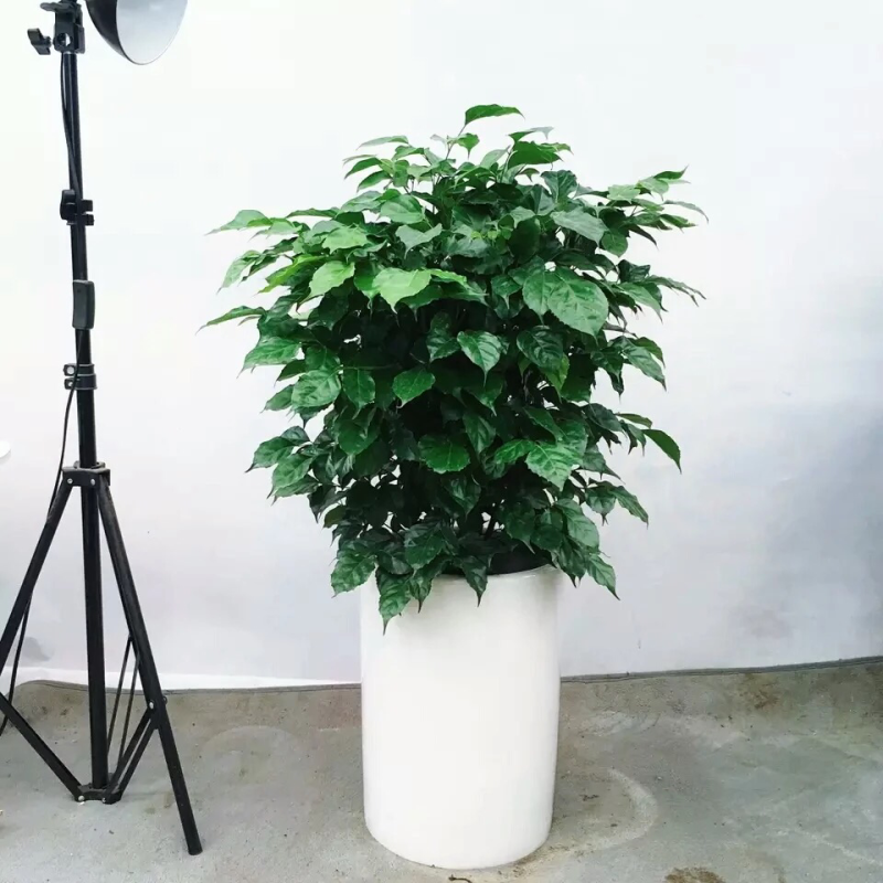 新品种绿宝，幸福树盆栽，欢迎批发