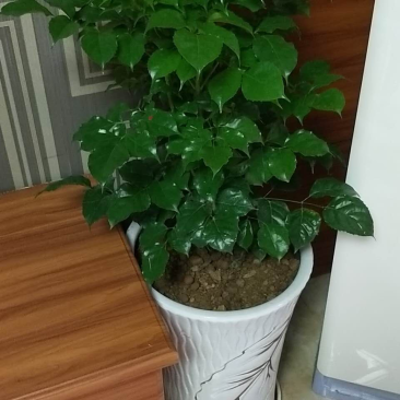 新品种绿宝，幸福树盆栽，欢迎批发