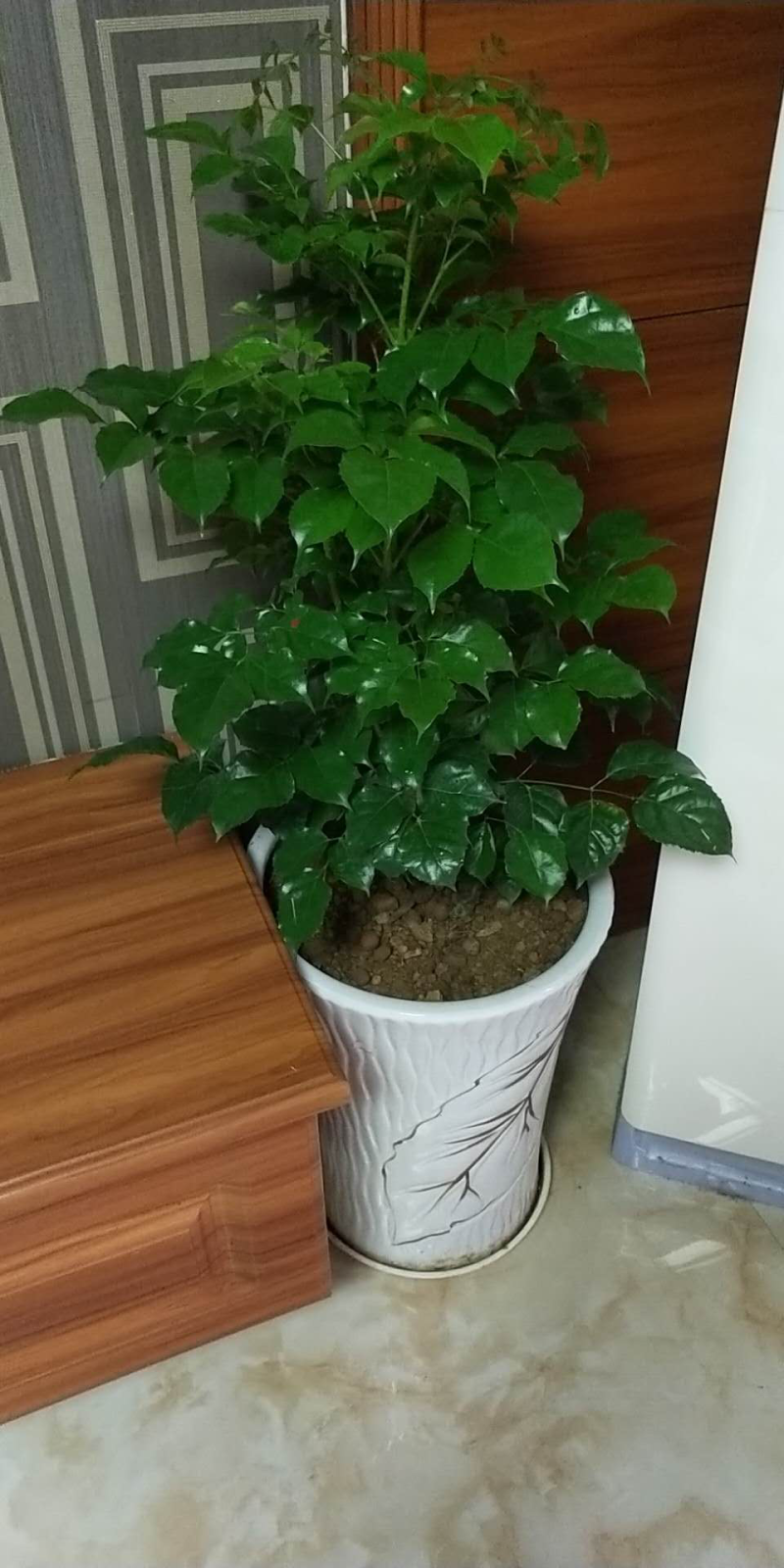 新品种绿宝，幸福树盆栽，欢迎批发