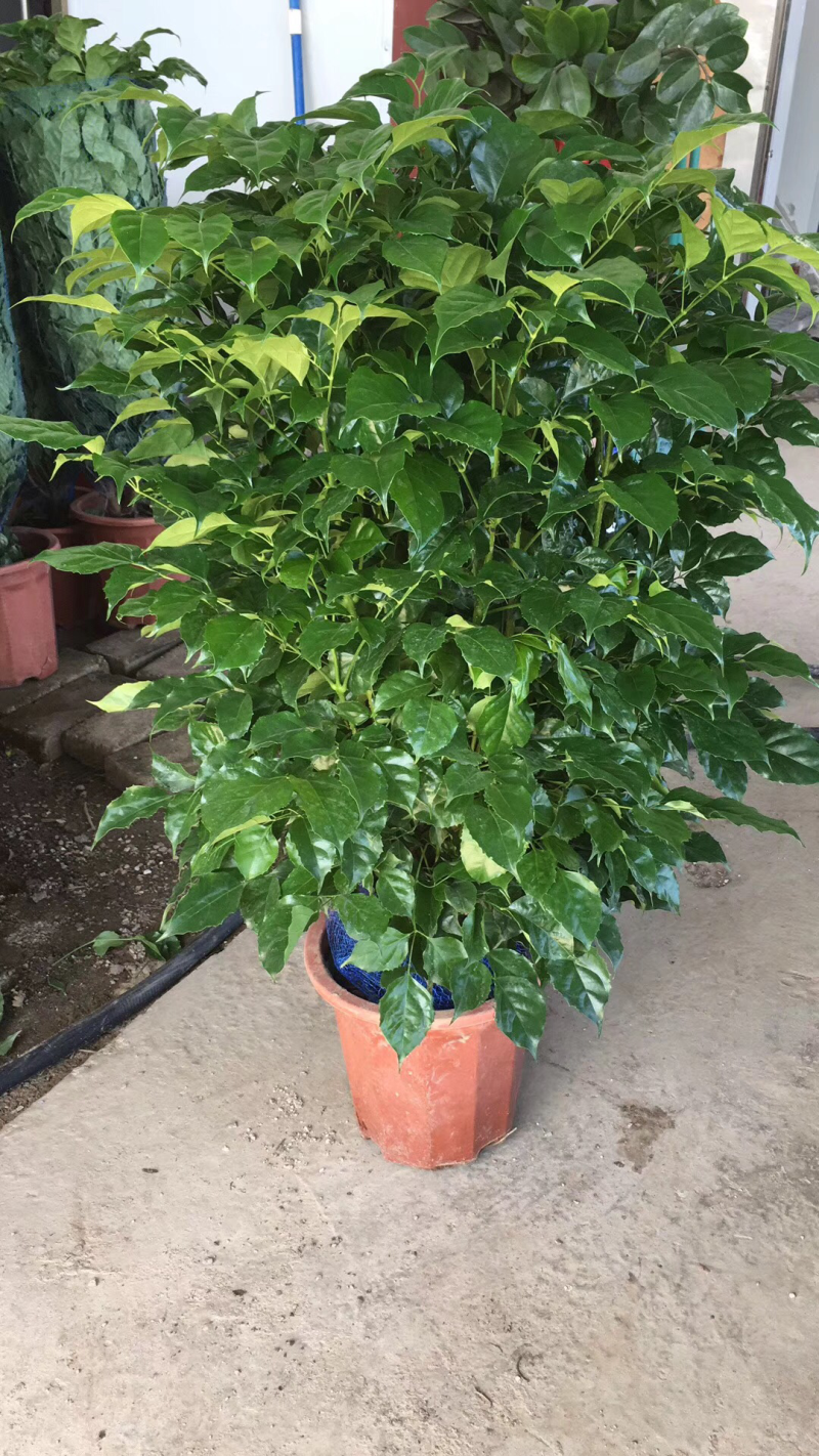 新品种绿宝，幸福树盆栽，欢迎批发