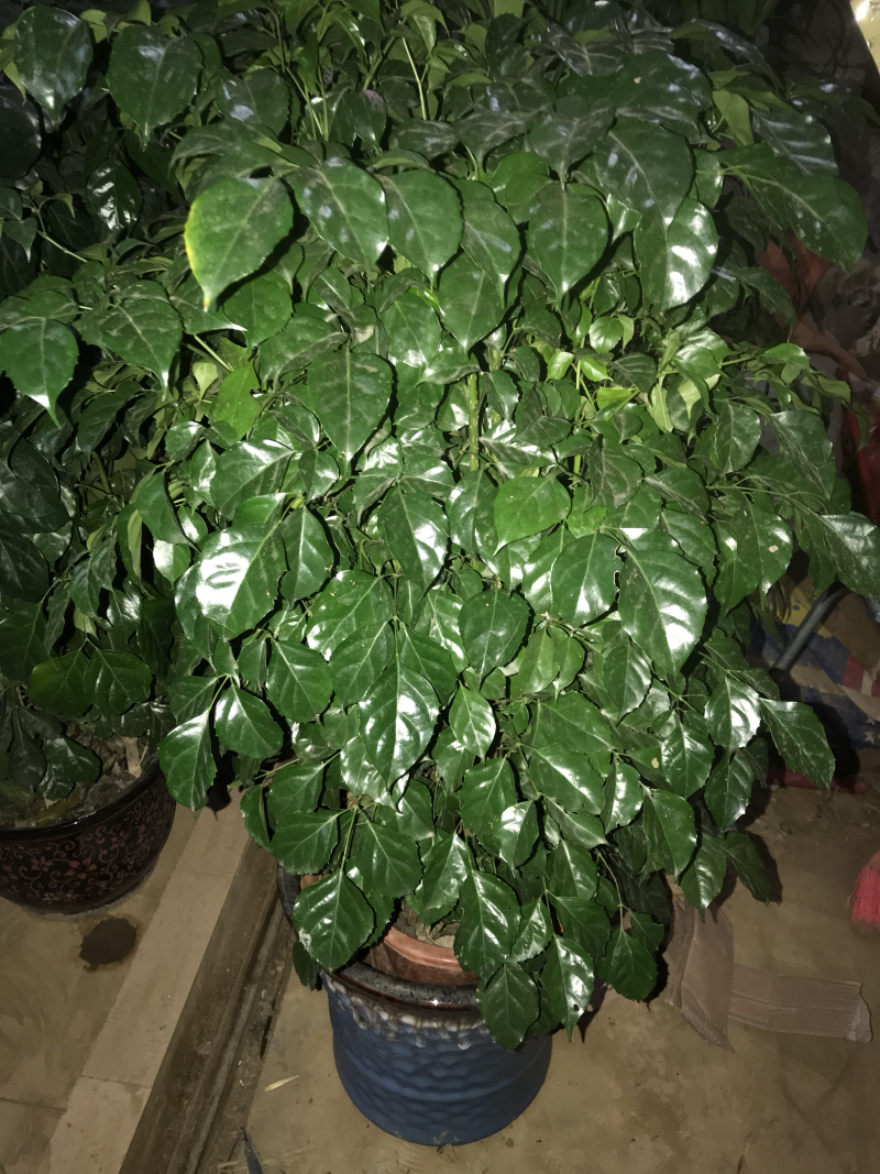 新品种绿宝，幸福树盆栽，欢迎批发