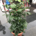 新品种绿宝，幸福树盆栽，欢迎批发