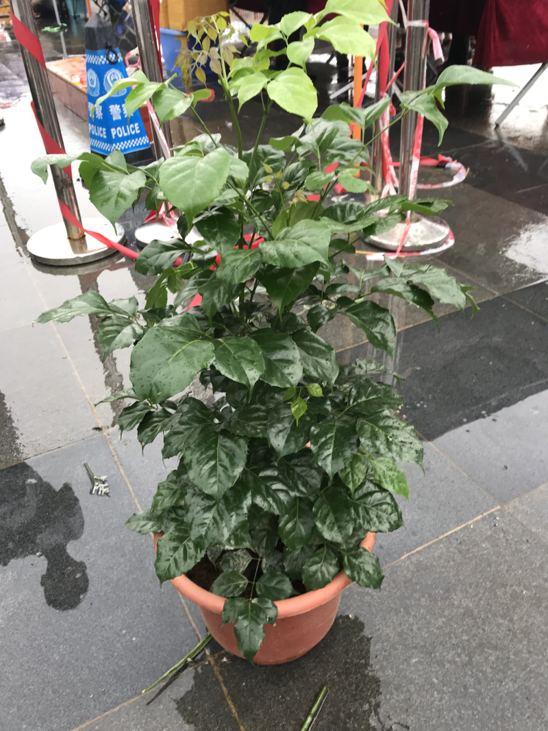 新品种绿宝，幸福树盆栽，欢迎批发