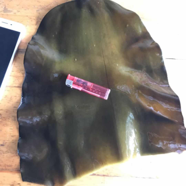 海带头，煲汤，切丝凉拌都可以