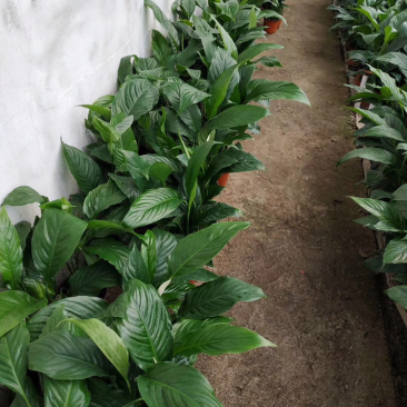 山东青州白掌一帆风顺盆栽绿植批发