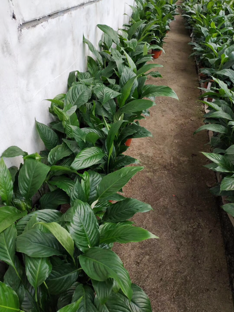 山东青州白掌一帆风顺盆栽绿植批发